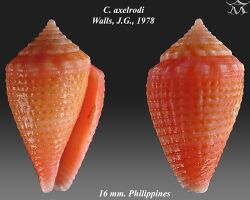 Conus axelrodi 2.jpg