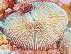 "Danafungia scruposa", Red Sea, Egypt