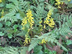 Corydalis cheilanthifolia 1.jpg