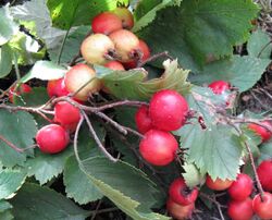 Crataegus-submollis-fruit.jpg