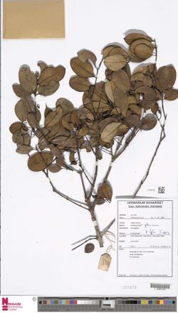 Cratoxylum glaucum.jpg