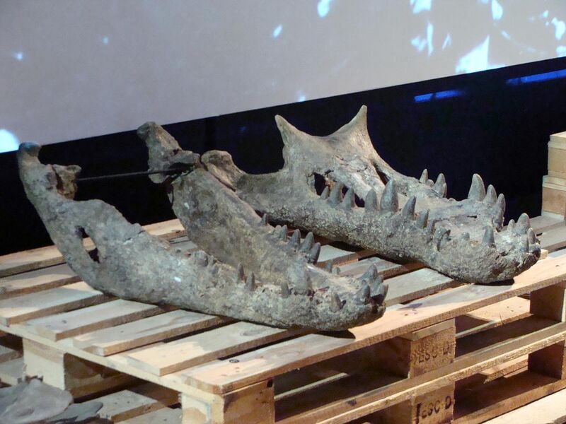 File:Crocodylus ossifragus-Naturalis-PeterMaas2.jpg