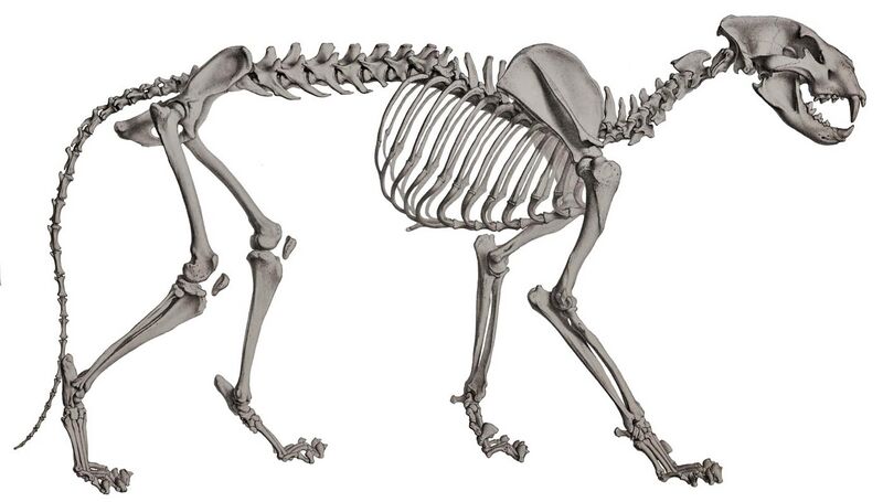 File:Description iconographique comparée du squelette et du système dentaire des mammifères récents et fossiles (Panthera leo).jpg