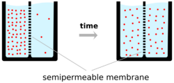 A schematic diagram of two beakers, each filled with water (light-blue) and a semipermeable membrane represented by a dashed vertical line inserted into the beaker dividing the liquid contents of the beaker into two equal portions. The left-hand beaker represents an initial state at time zero, where the number of ions (pink circles) is much higher on one side of the membrane than the other. The right-hand beaker represents the situation at a later time point, after which ions have flowed across the membrane from the high to low concentration compartment of the beaker so that the number of ions on each side of the membrane is now closer to equal.