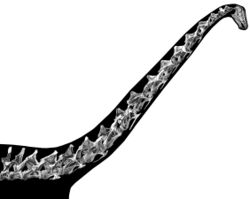 Diplodocus habitual neck posture.jpeg