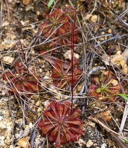 Multiple drosera plants with long flower stalks