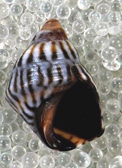 Echinolittorina jamaicensis (Bahamas periwinkle snail) (San Salvador Island, Bahamas) 2 (16190954735).jpg