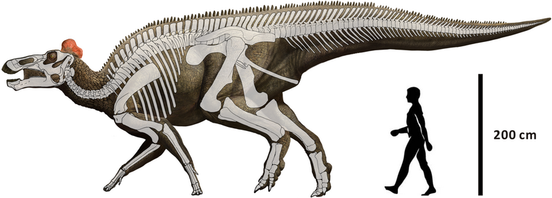 File:Edmontosaurus regalis.PNG