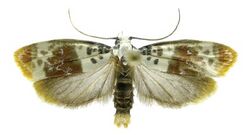 Ethmia exornata.jpg