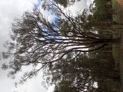 Eucalyptus youmanii.jpg