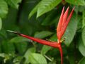 False Bird-of-paradise (Heliconia acuminata) (28283687409).jpg