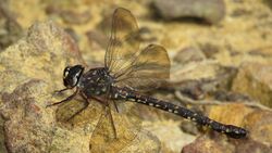 Female Sydney Mountain Darner side view (16950365308).jpg