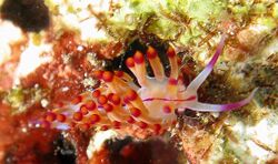 Flabellina rubrolineata 1.jpg