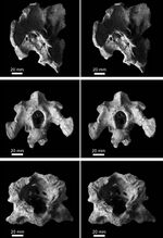 Flagellicaudata indet. - braincase - Tendaguru Formation, Tanzania.jpg