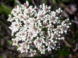 Flower Head Bairne Track.jpg