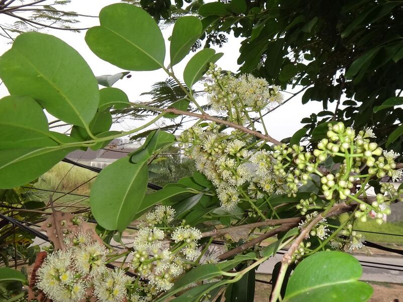 File:Flower of Jamblang (Syzygium cumini) 01.JPG