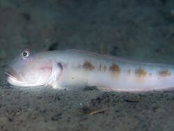 Frogface goby (Oxyurichthys papuensis) (32456892005).jpg