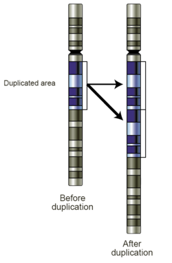 Gene-duplication.png