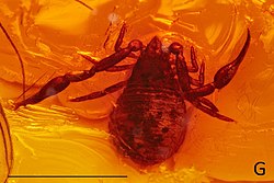 redish-brown pseudoscorpion preserved in Amber