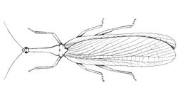 Gerarus collaris 1er Congrès international d'entomologie, Bruxelles, 1-6 août, 1910 (1911-12) (16477916279).jpg