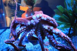 Giant Pacific Octopus (Octopus dofleini) (7007259144).jpg