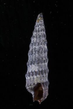 Granuliterebra tricincta (MNHN-IM-2013-5637).jpeg