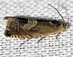 Grapholita tristrigana - Three-lined Grapholita Moth (14060988148).jpg