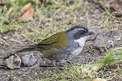 Grey-browed brushfinch (Arremon assimilis assimilis) Caldas.jpg