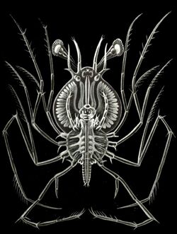 Haeckel Phyllosoma.jpg