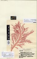 Halymenia floresia (Clemente) C.Agardh (AM AK339854).jpg