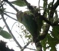 Haplopsittaca amazonina Cotorra montañera Rusty-faced Parrot (8720843951).jpg