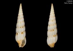 Hastulopsis burchi (MNHN-IM-2000-23070).jpeg