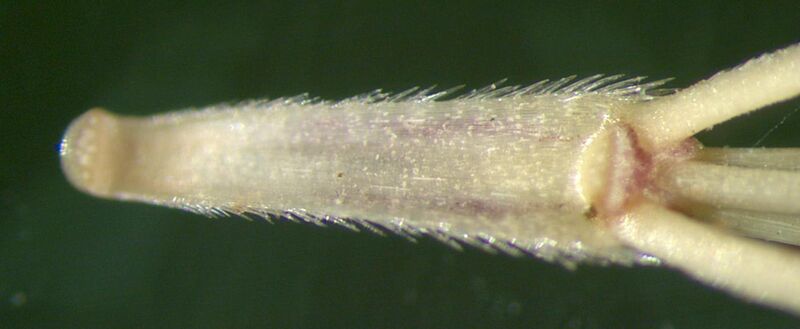 File:Hordeum murinum callus at tip of spikelet cluster.jpg