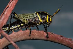 Horse Lubber Grasshopper (Taeniopoda eques).jpg