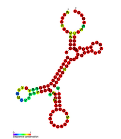 IscRS SS.png