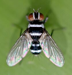Kioloa fly.jpg
