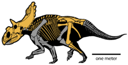 Diagram of a dinosaur skeleton on four legs