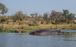 Kruger-Park-Hippo-And-Crocodile.jpg