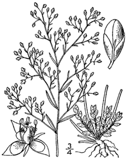 Lechea racemulosa drawing 1.png