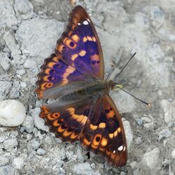 Lesser purple emperor (Apatura ilia ilia f. clytie).jpg