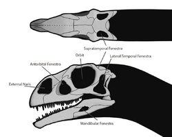 Massospondylus Skull Steveoc 86.png