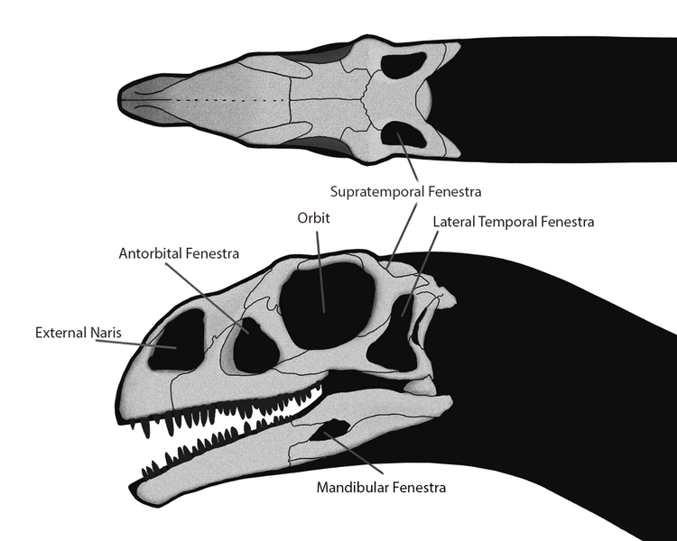 File:Massospondylus Skull Steveoc 86.png
