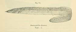 Mastacembelus shiranus.jpg