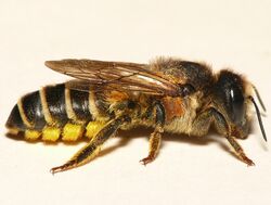 Megachile ericetorum.jpg