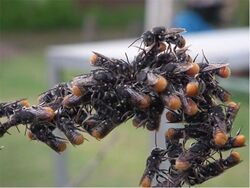 Megachile rhodura.jpg