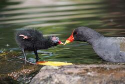 Moorhen feeding chick.jpg