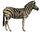 NIE 1905 Horse - Burchell's zebra.jpg