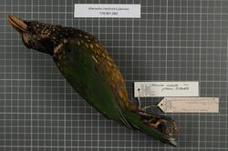 Naturalis Biodiversity Center - RMNH.AVES.143235 1 - Ailuroedus crassirostris jobiensis Rothschild, 1895 - Ptilonorhynchidae - bird skin specimen.jpeg