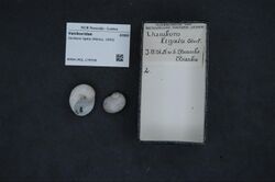 Naturalis Biodiversity Center - RMNH.MOL.179709 - Vanikoro ligata (Récluz, 1843) - Vanikoridae - Mollusc shell.jpeg