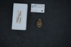 Naturalis Biodiversity Center - RMNH.MOL.186270 1 - Zonaria zonaria gambiensis (Shaw, 1909) - Cypraeidae - Mollusc shell.jpeg